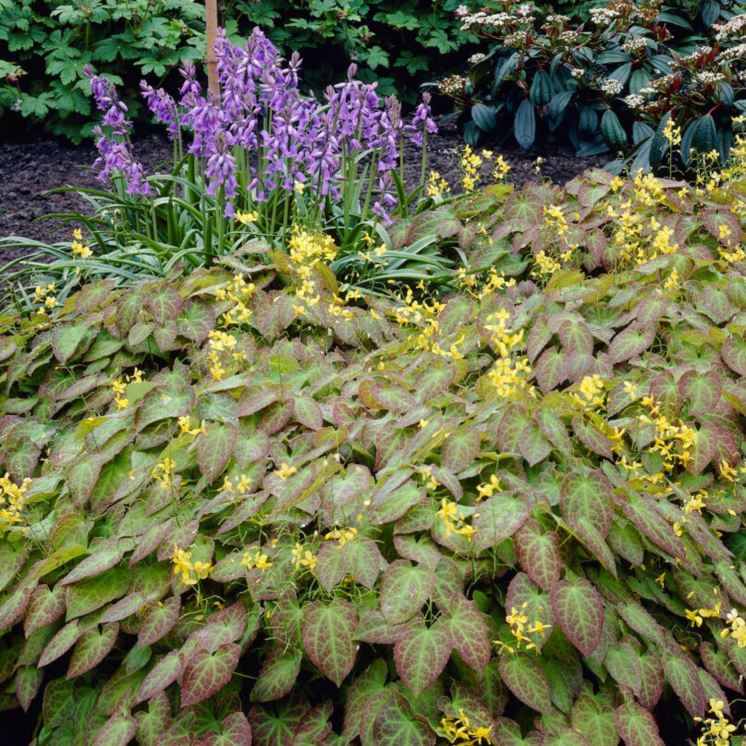 Varjohiippa 'Frohnleiten' (Epimedium × perralchicum)